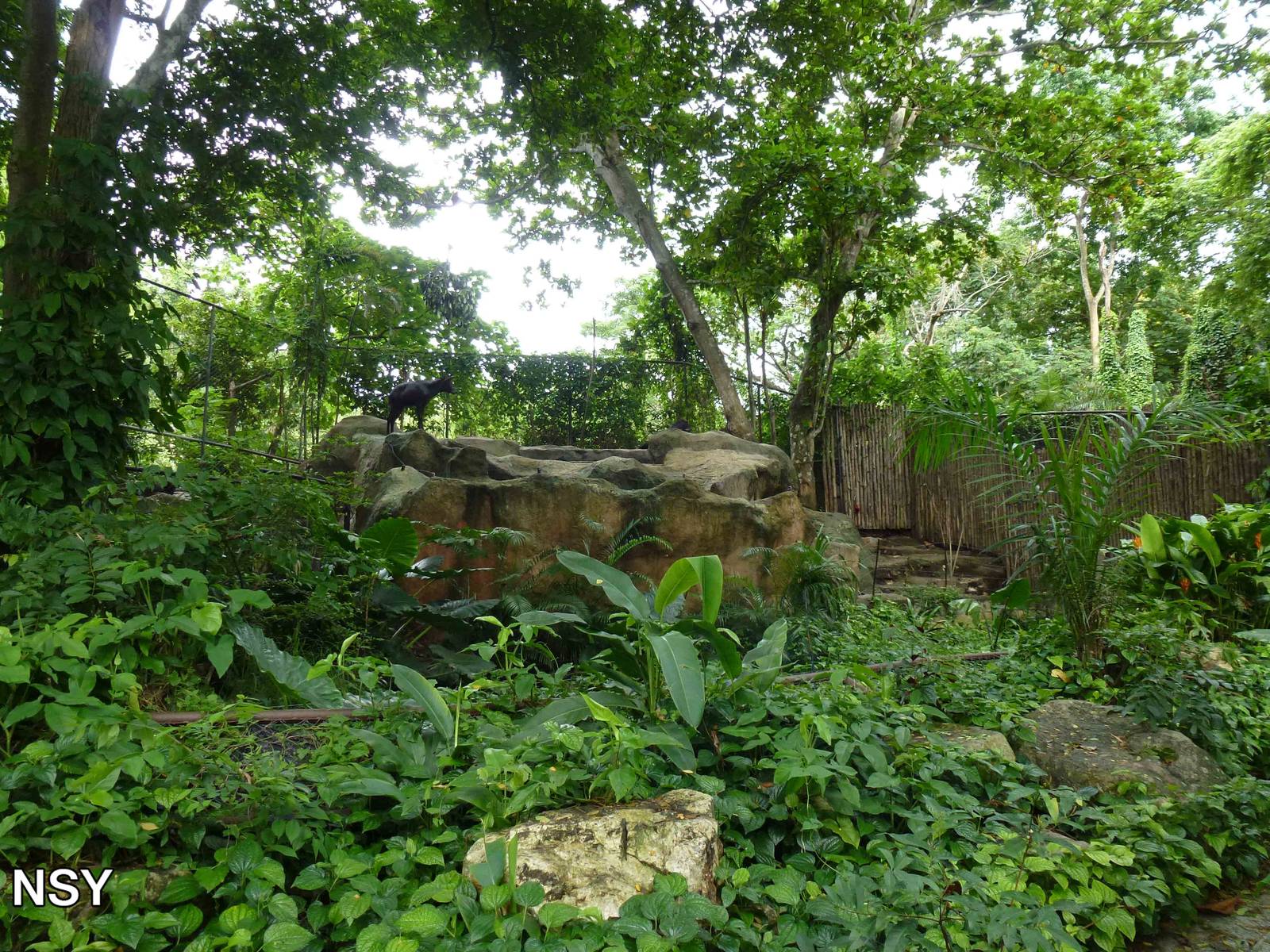 Serow enclosure, June 2013.