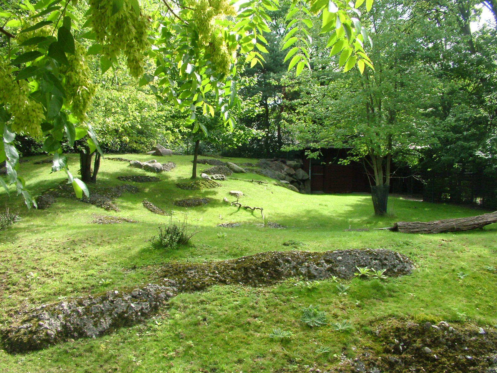 Serow Exhibit at Berlin Zoo, 31/08/11