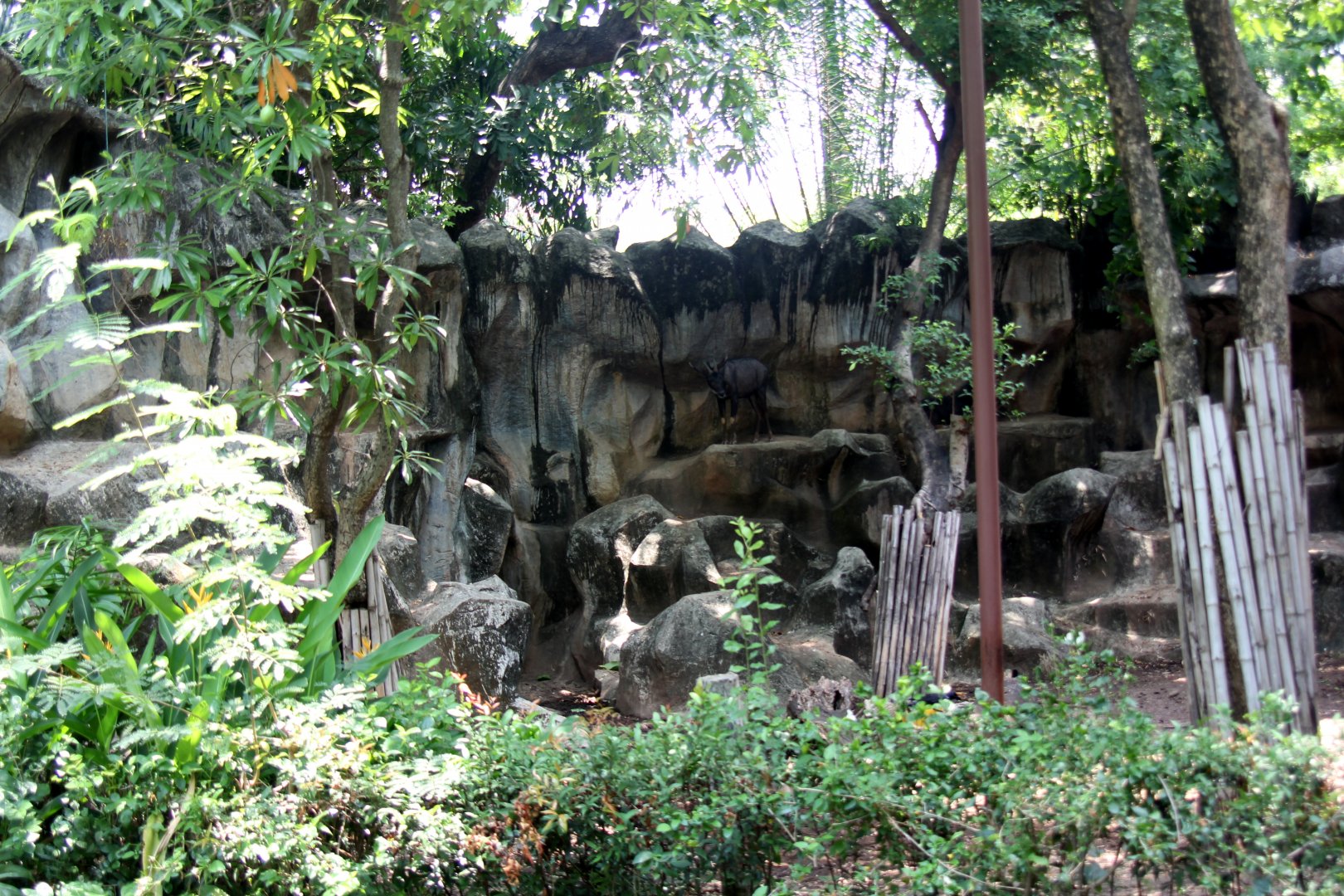 serow exhibit