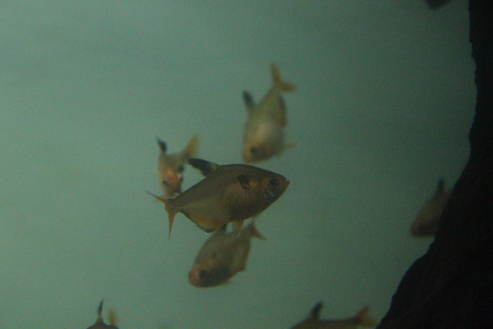 Serpae tetra (Hyphessobrycon eques)