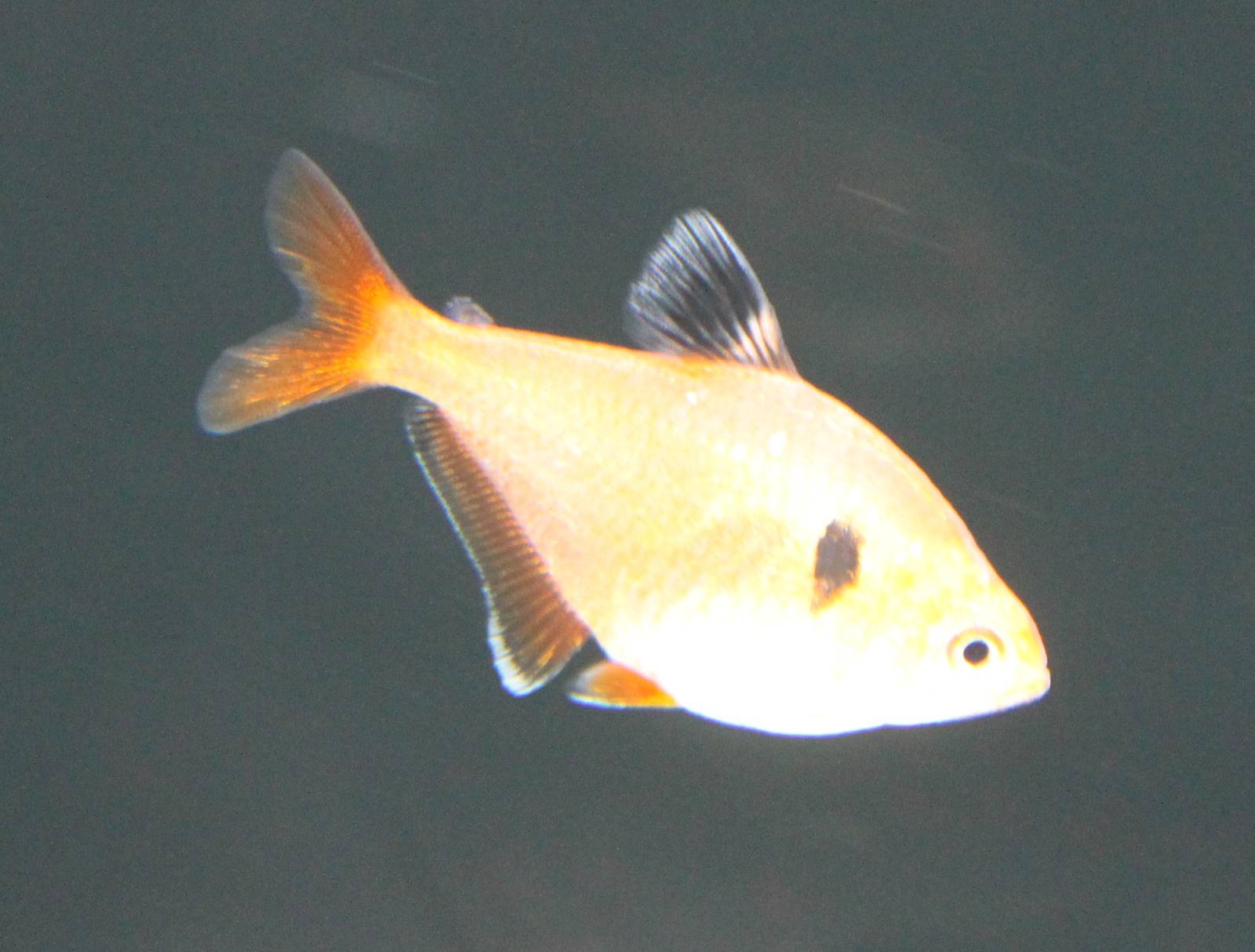 Serpae tetra