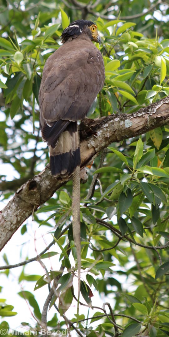 Serpent Eagle with Serpent - Kuala Selangor