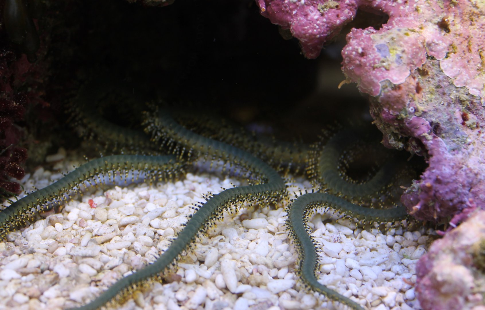 Serpent starfish