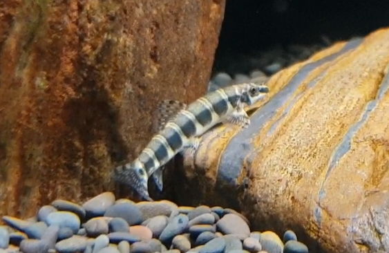 Serpenticobitis octozona