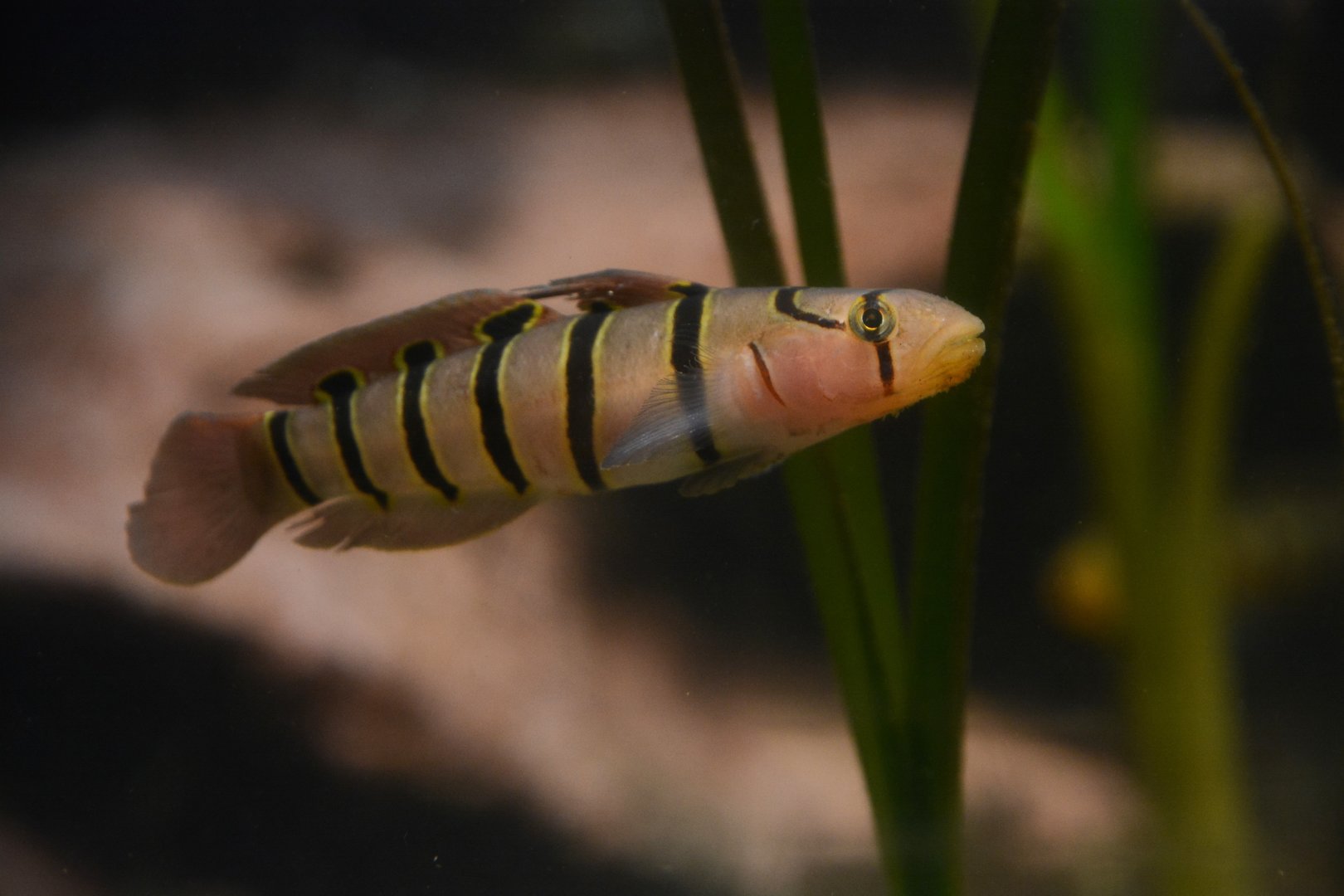 Serpentine goby (Pterogobius elapoides)