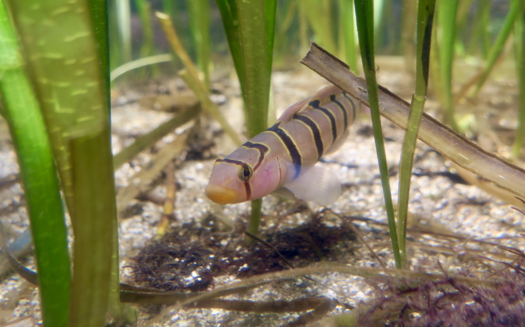 Serpentine Goby (Pterogobius elapoides)