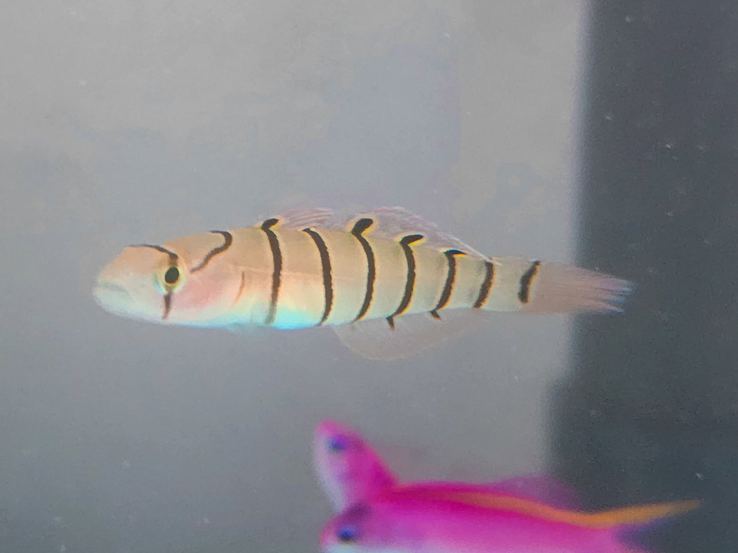 Serpentine Goby (Pterogobius elapoides)