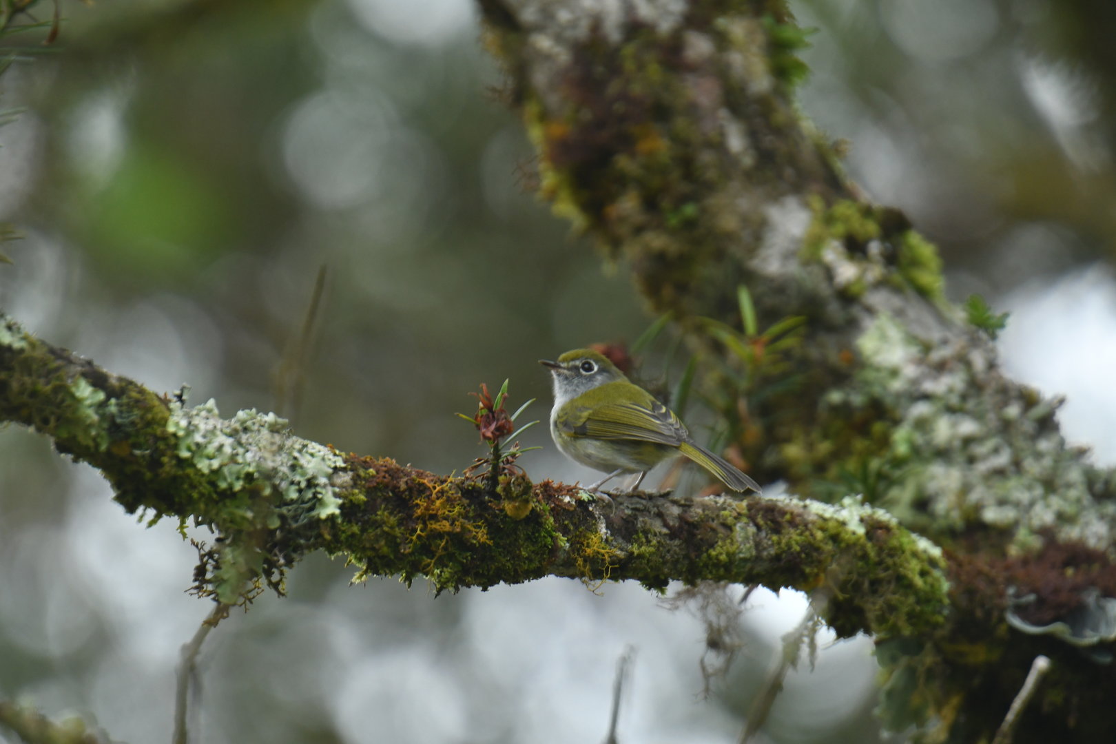 Serra do Mar Tyrannulet Phylloscartes difficilis