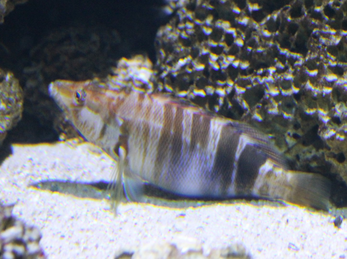 Serranus scriba