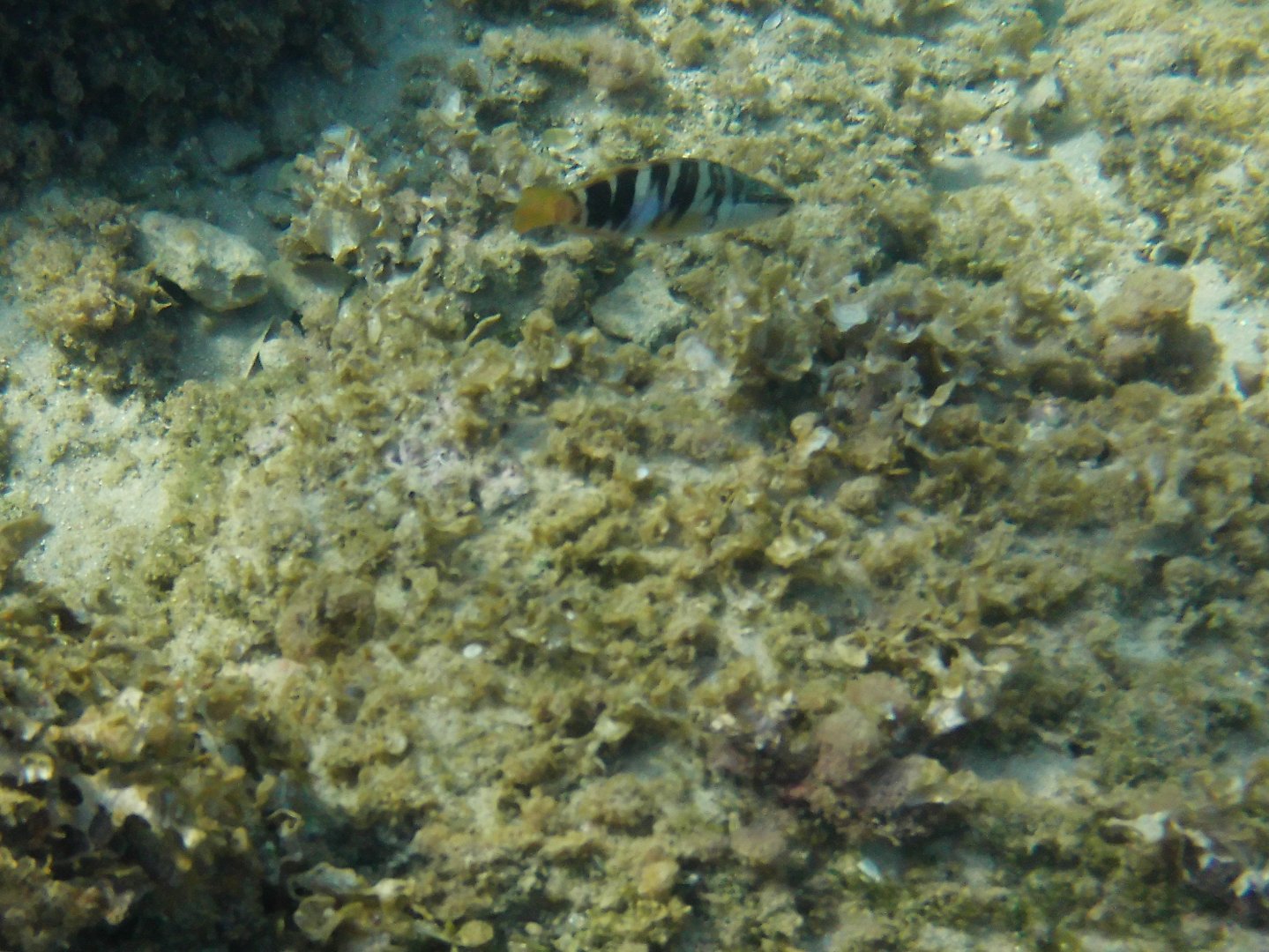 Serranus scriba
