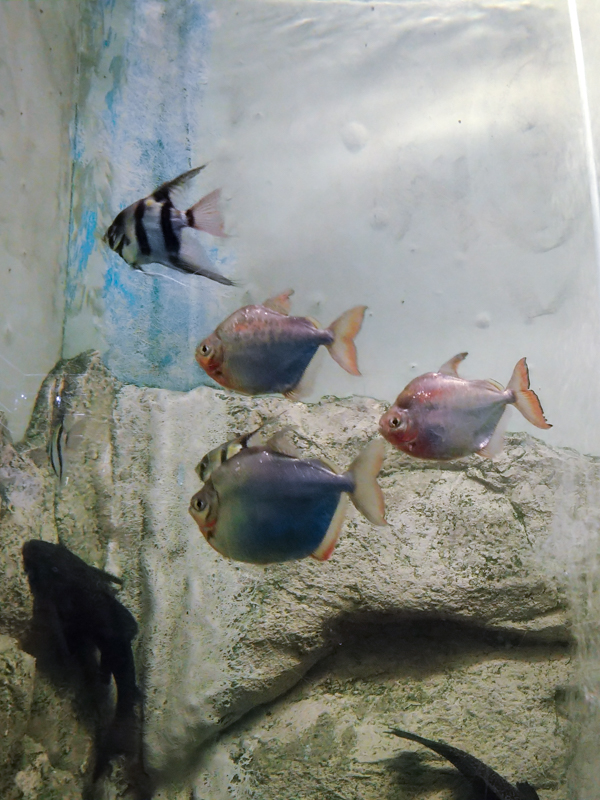 Serrasalmidae and Scalar