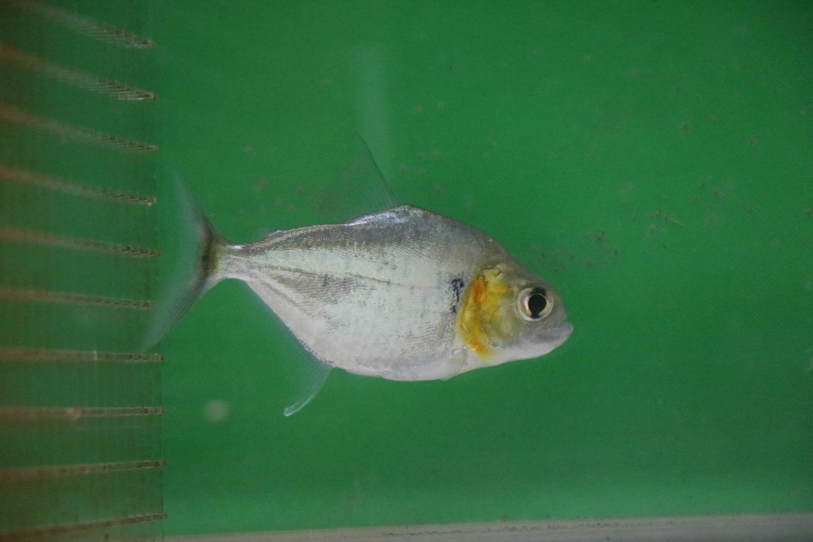 Serrasalmus humeralis - Tokyo Tower Aquarium, February 2016