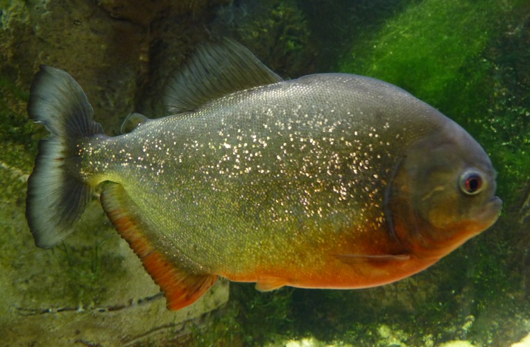 Serrasalmus nattereri