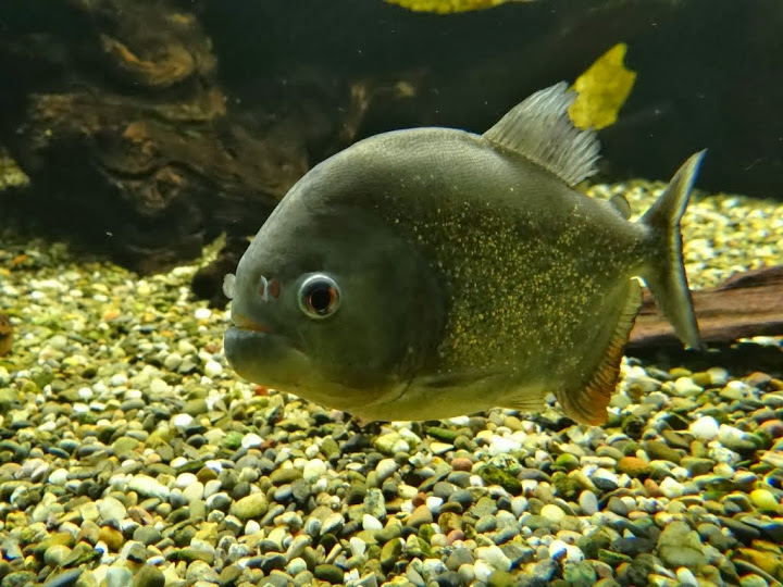 Serrasalmus natteriri