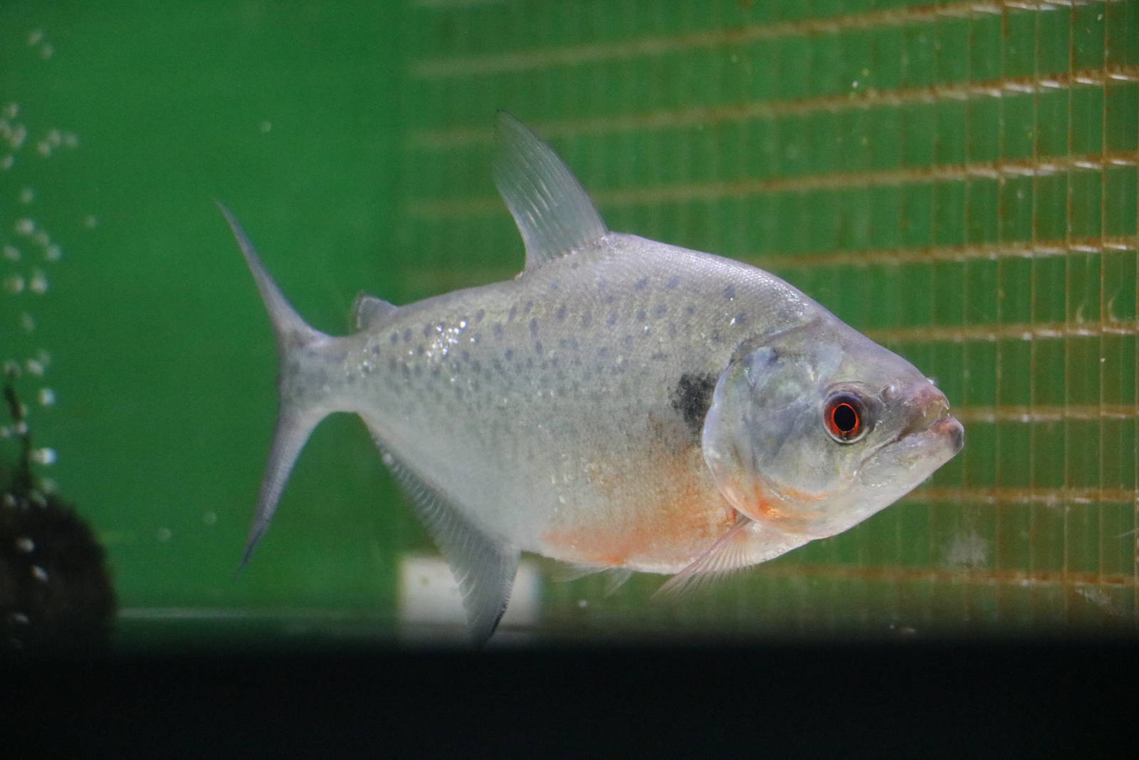 Serrasalmus sp. - Tokyo Tower Aquarium, February 2016