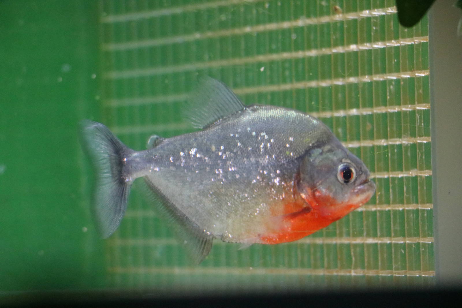 Serrasalmus sp. - Tokyo Tower Aquarium, February 2016