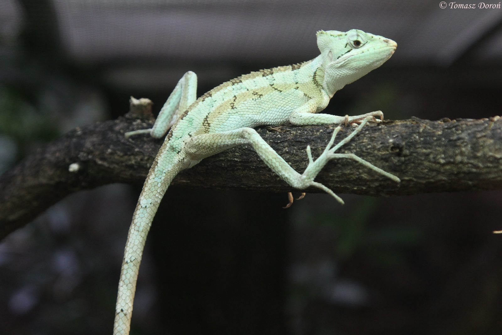 Serrated Basilisk (Laemanctus serratus)