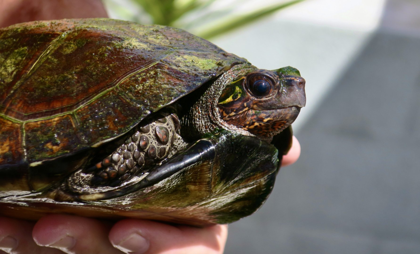 Serrated Box Turtle (Cuora 'serrata')