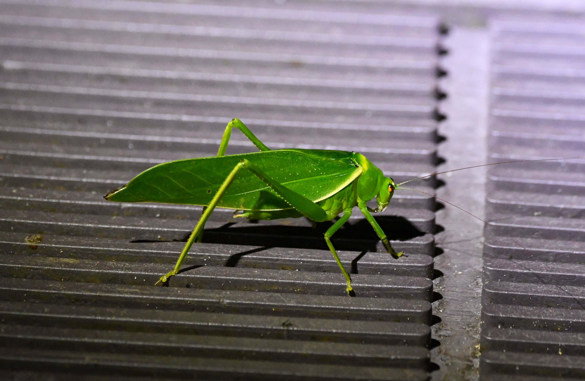 Serrated Bush Katydid