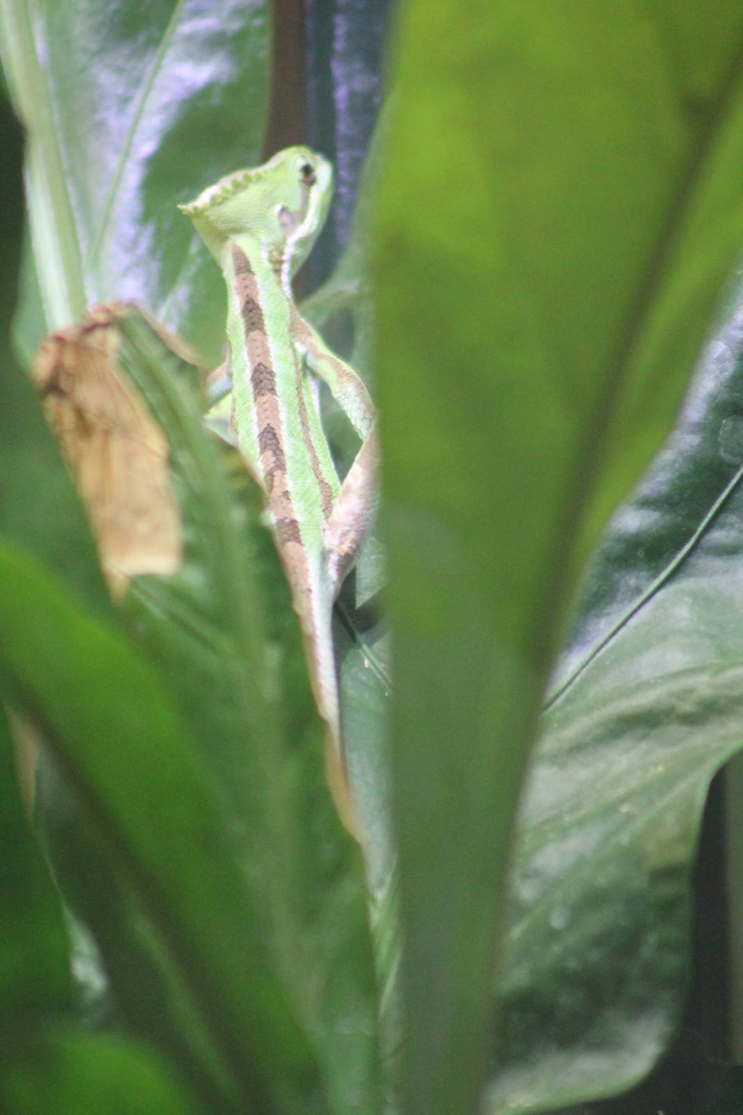 Serrated Casque-headed Iguana Chestrer Zoo 2013