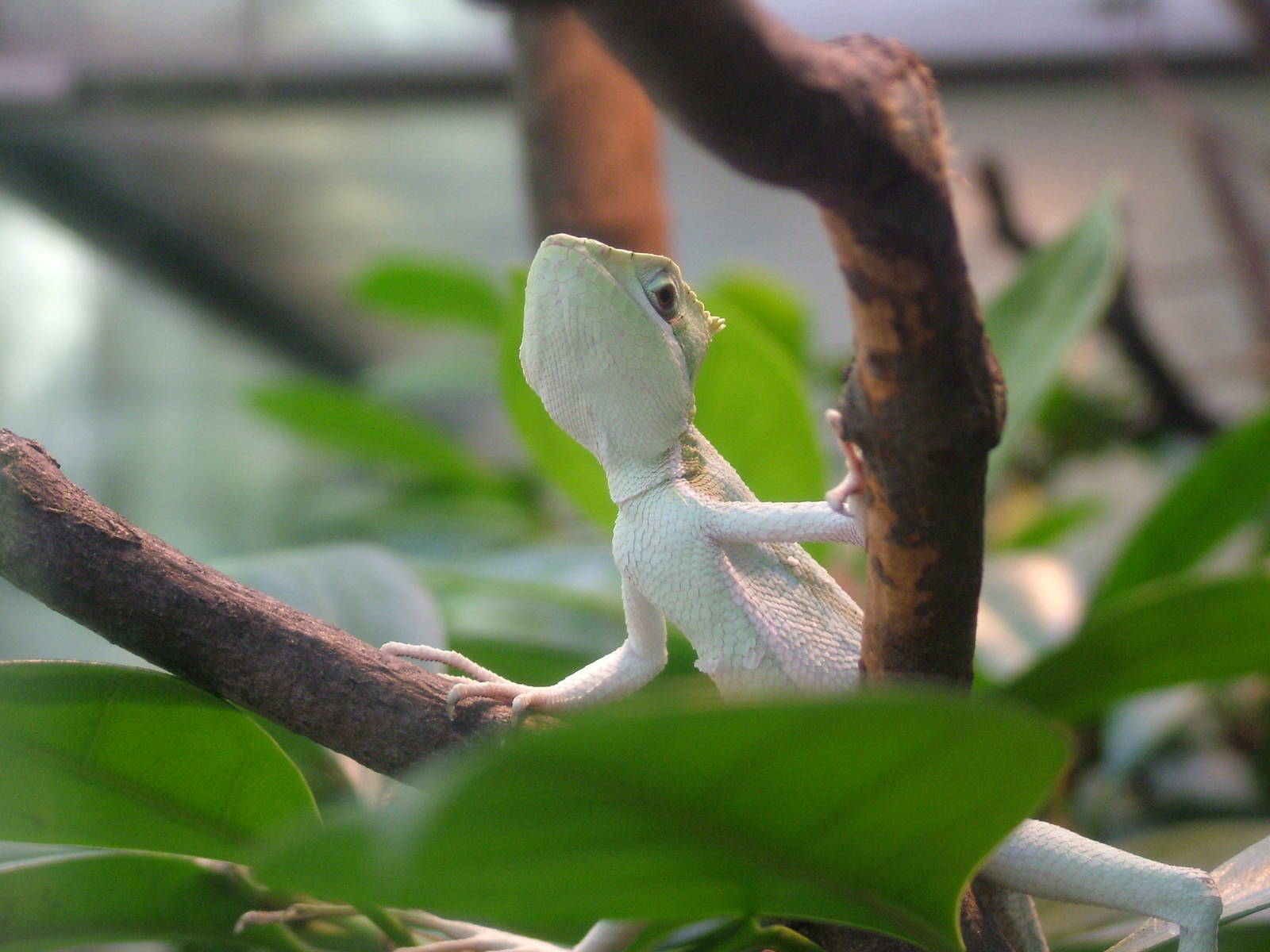 Serrated Casque-headed Lizard at Frankfurt 31/08/10