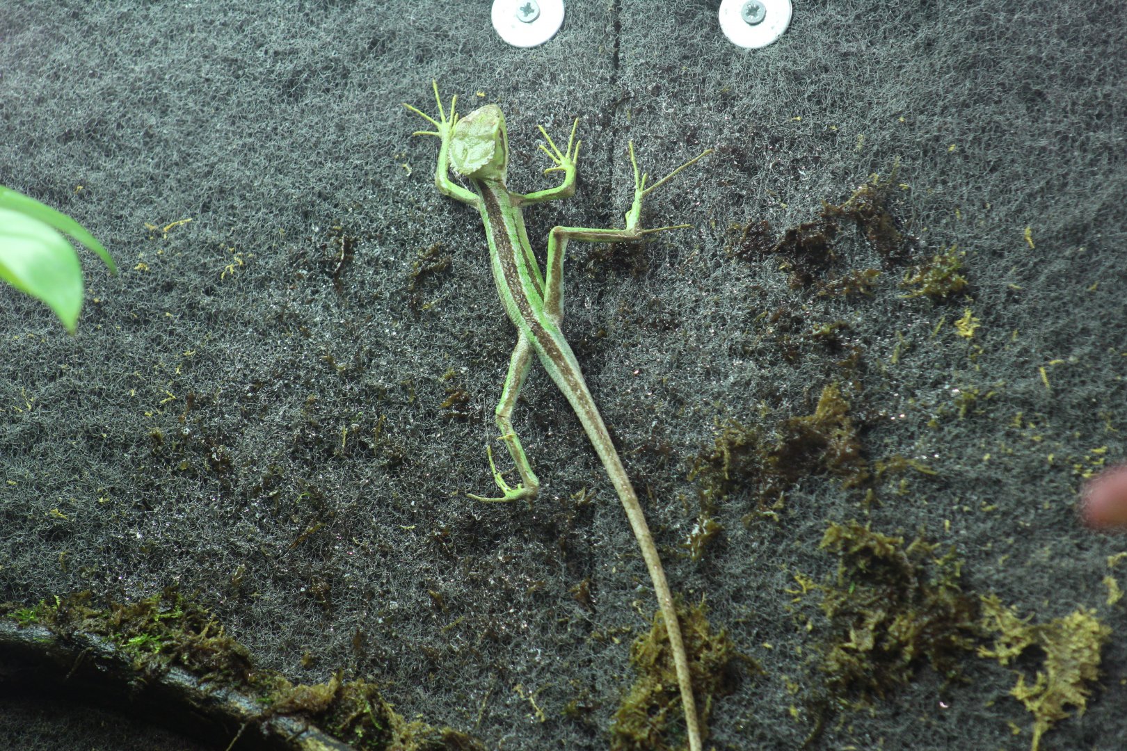 Serrated Casque-Headed Lizard