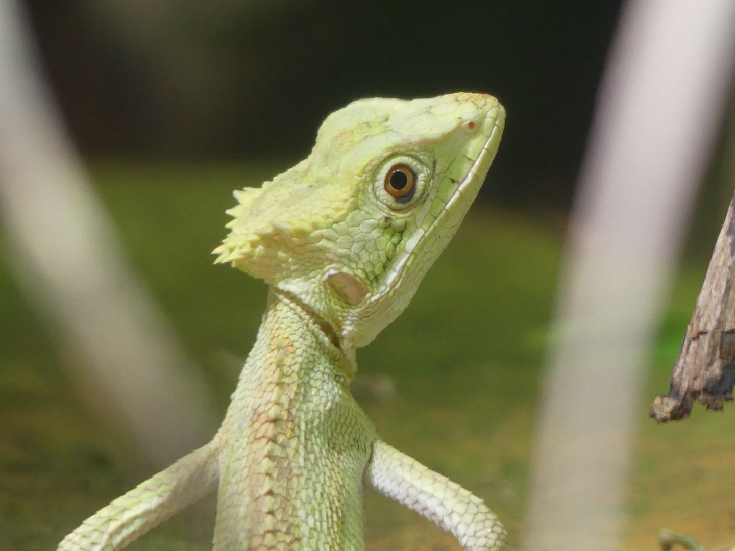 Serrated Casquehead Iguana - 11.07.25