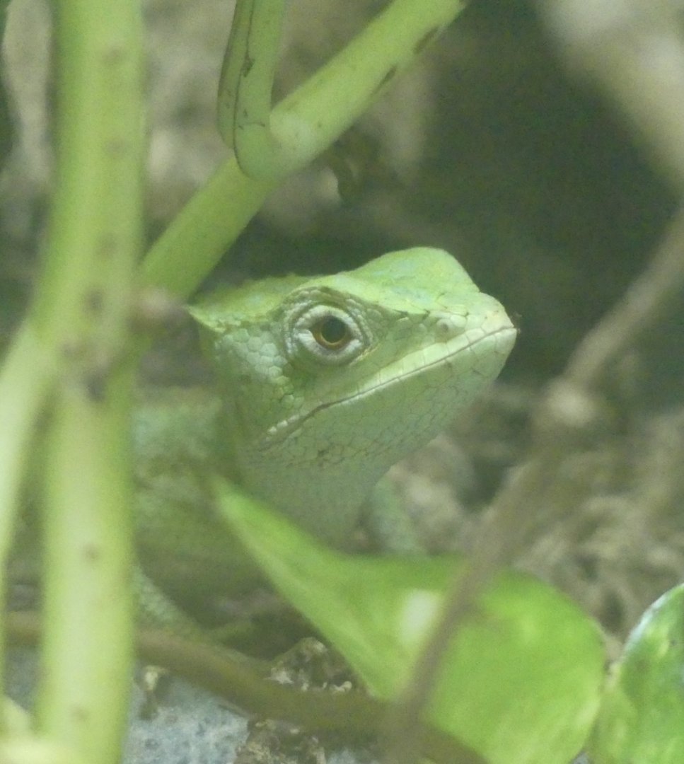 Serrated Casquehead Iguana - 21.10.24