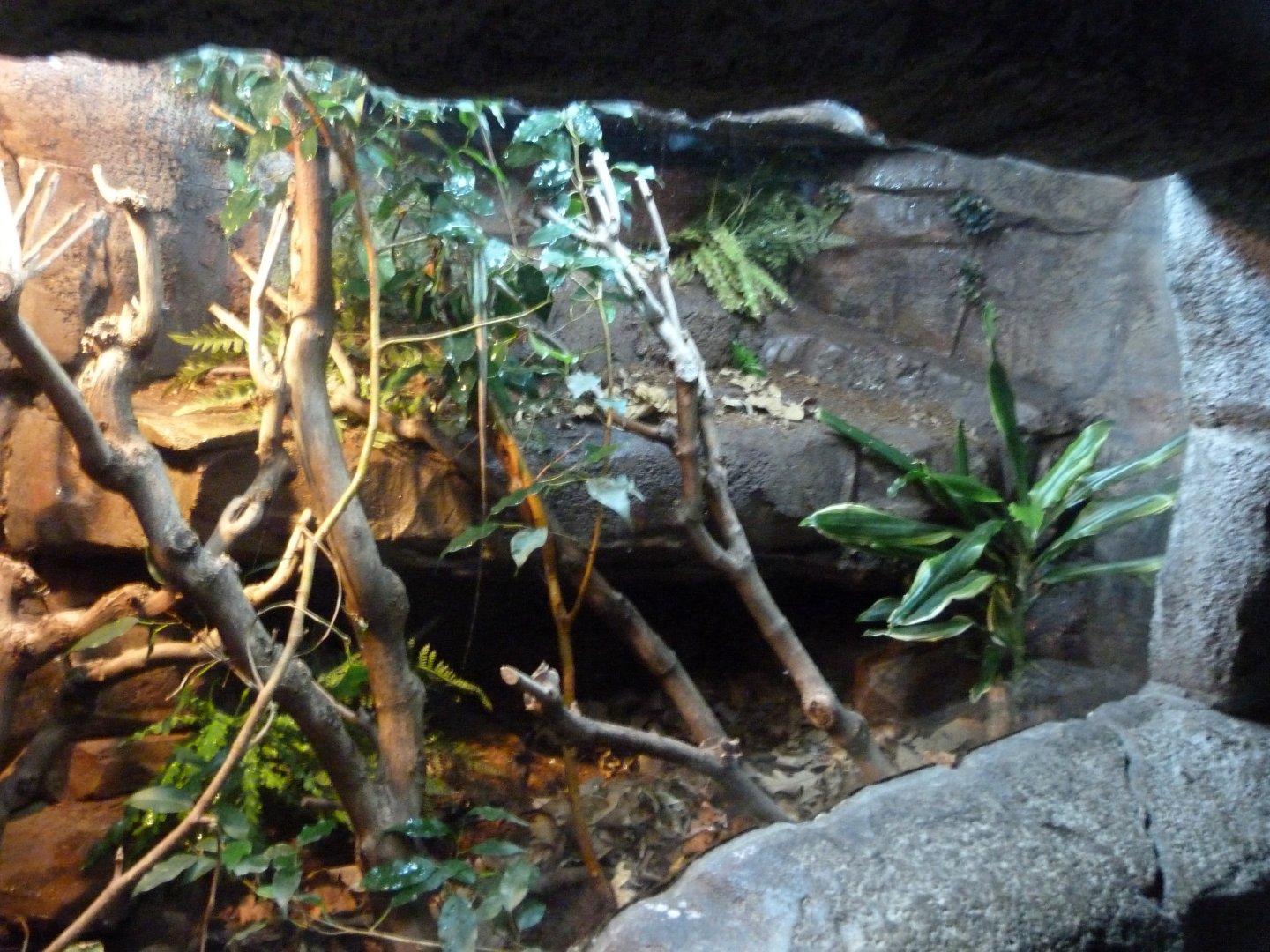 Serrated casquehead iguana exhibit -Faunia (2025)