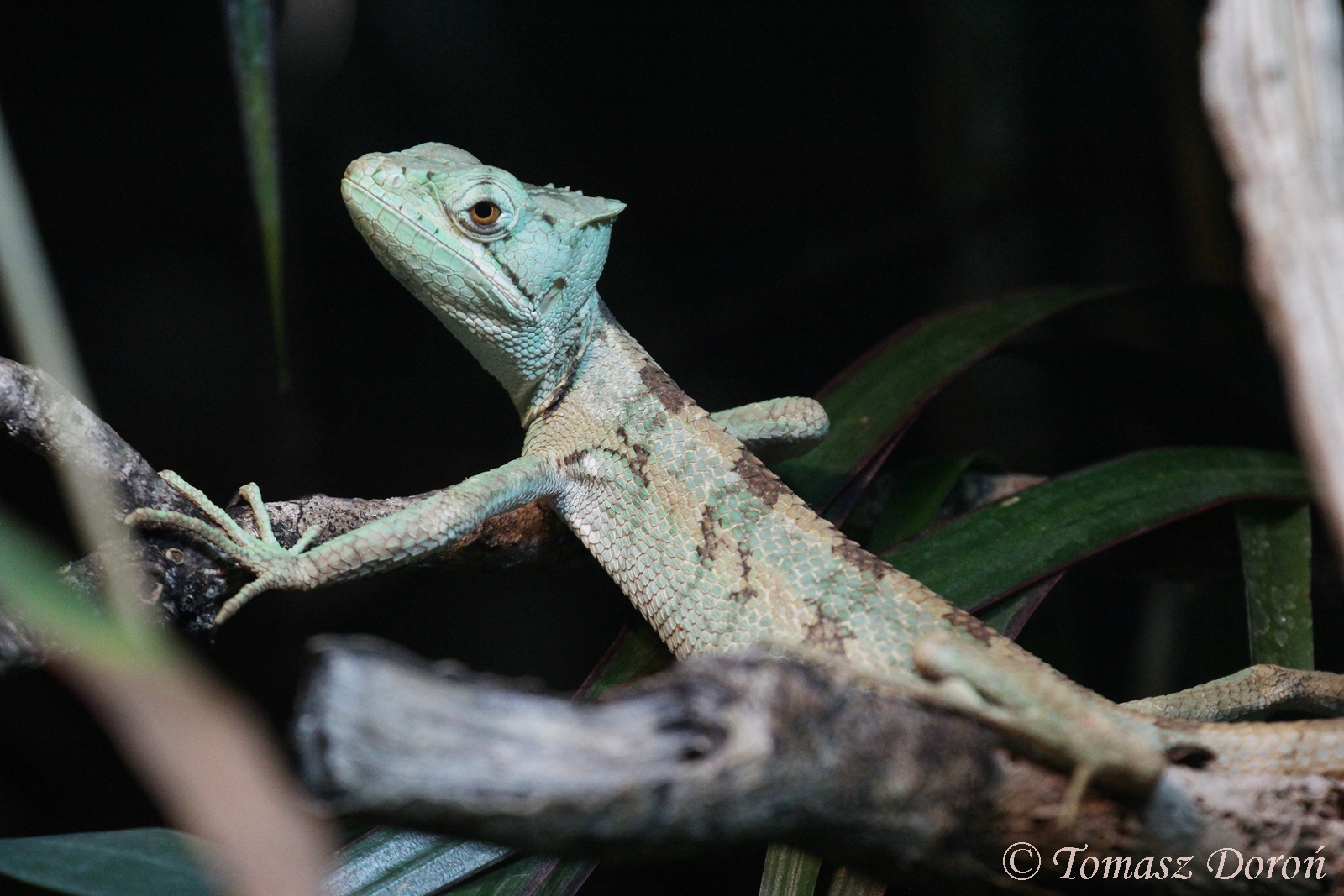 Serrated Casquehead Iguana (Laemanctus serratus), August 2017