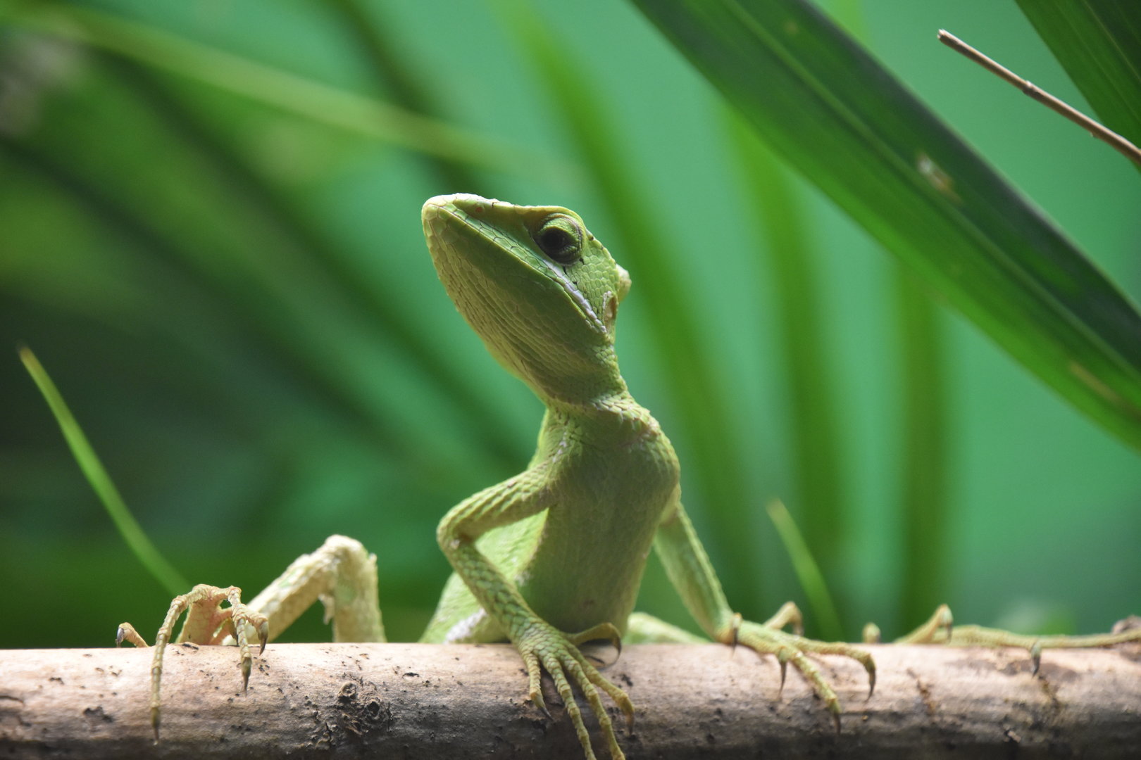 Serrated casquehead iguana, Laemanctus serratus