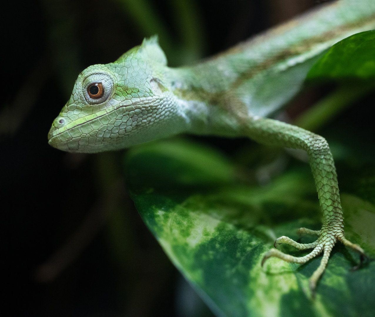 Serrated Casquehead Iguana / Newquay Zoo / 16-3-23
