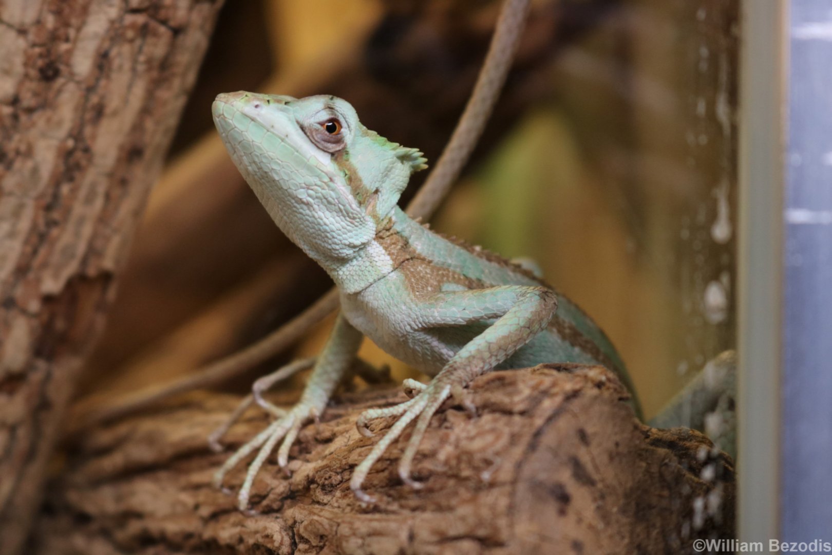 Serrated Casquehead Iguana
