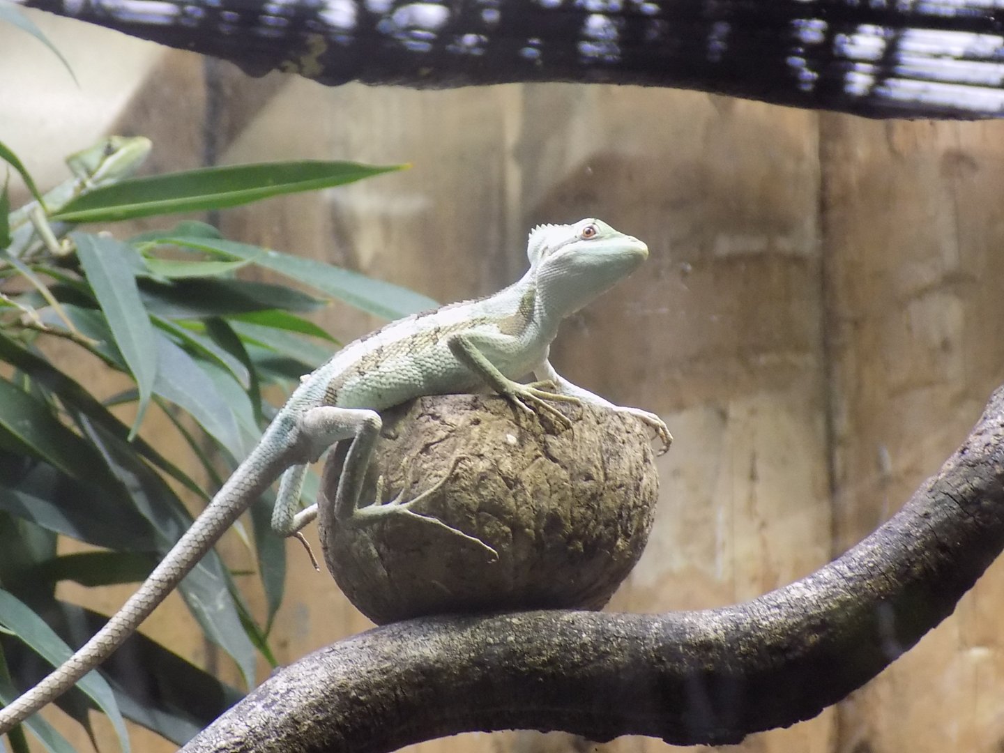 Serrated Casquehead Iguana