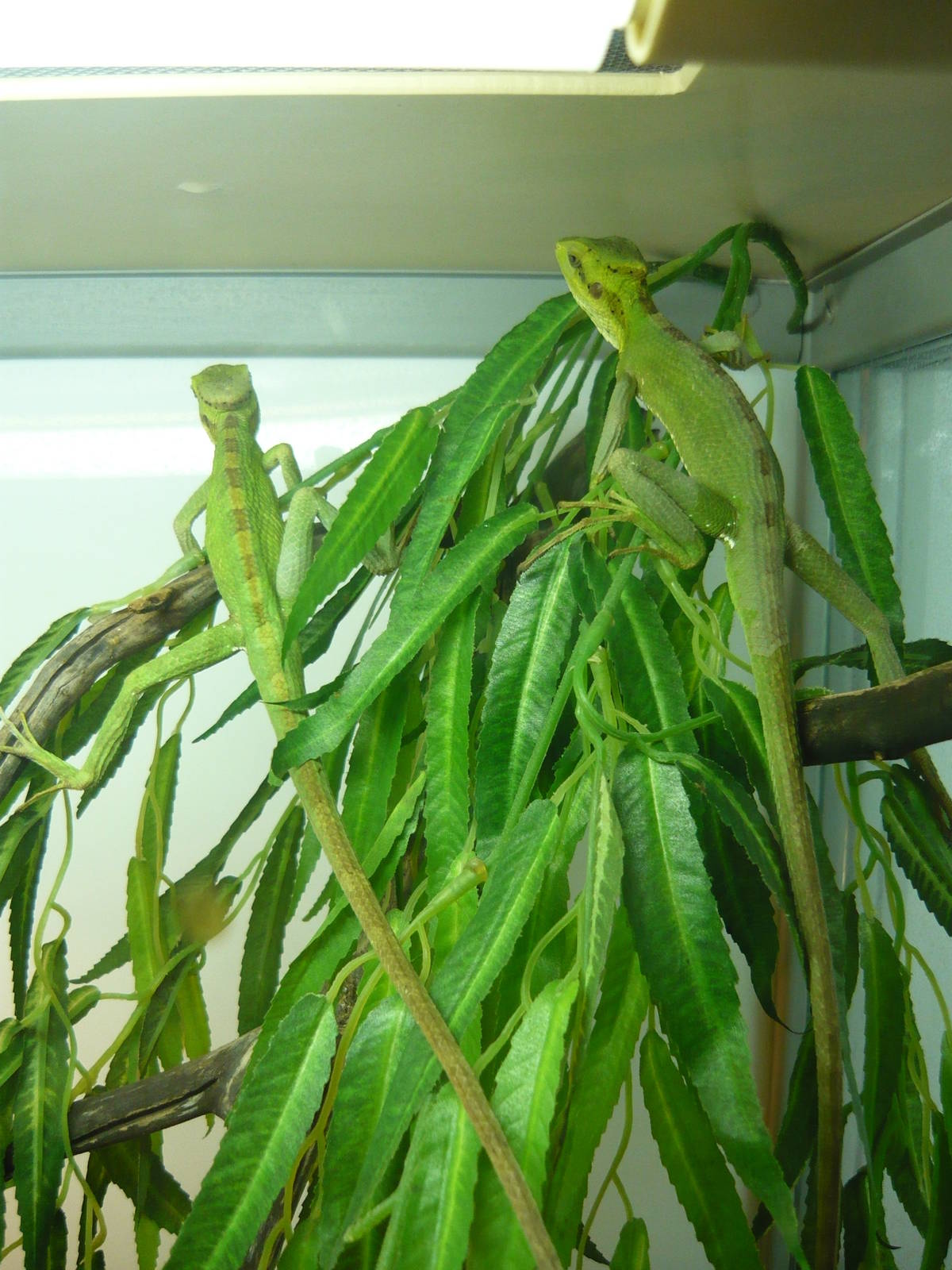 Serrated casquehead iguanas (Laemanctus serratus)