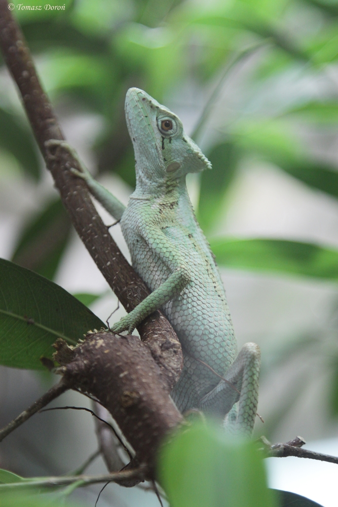 Serrated Casquehead (Laemanctus serratus)