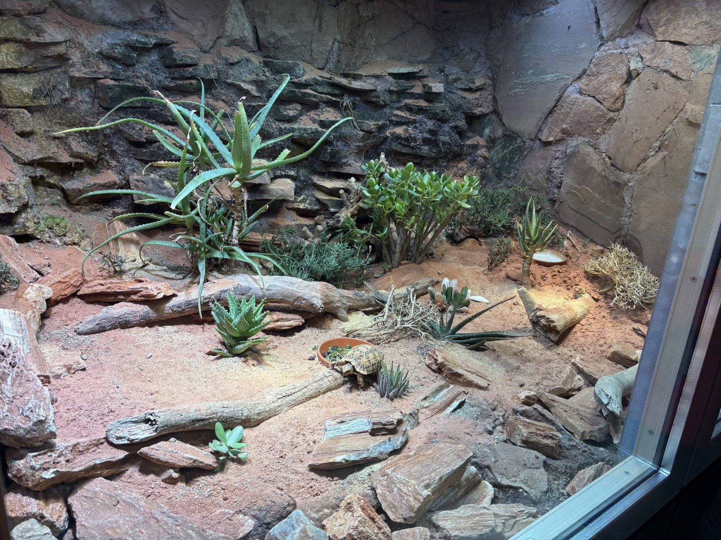Serrated Tortoise Enclosure