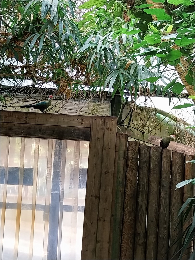 Serre Tropicale - Red-crested turaco (Tauraco erythrolophus)