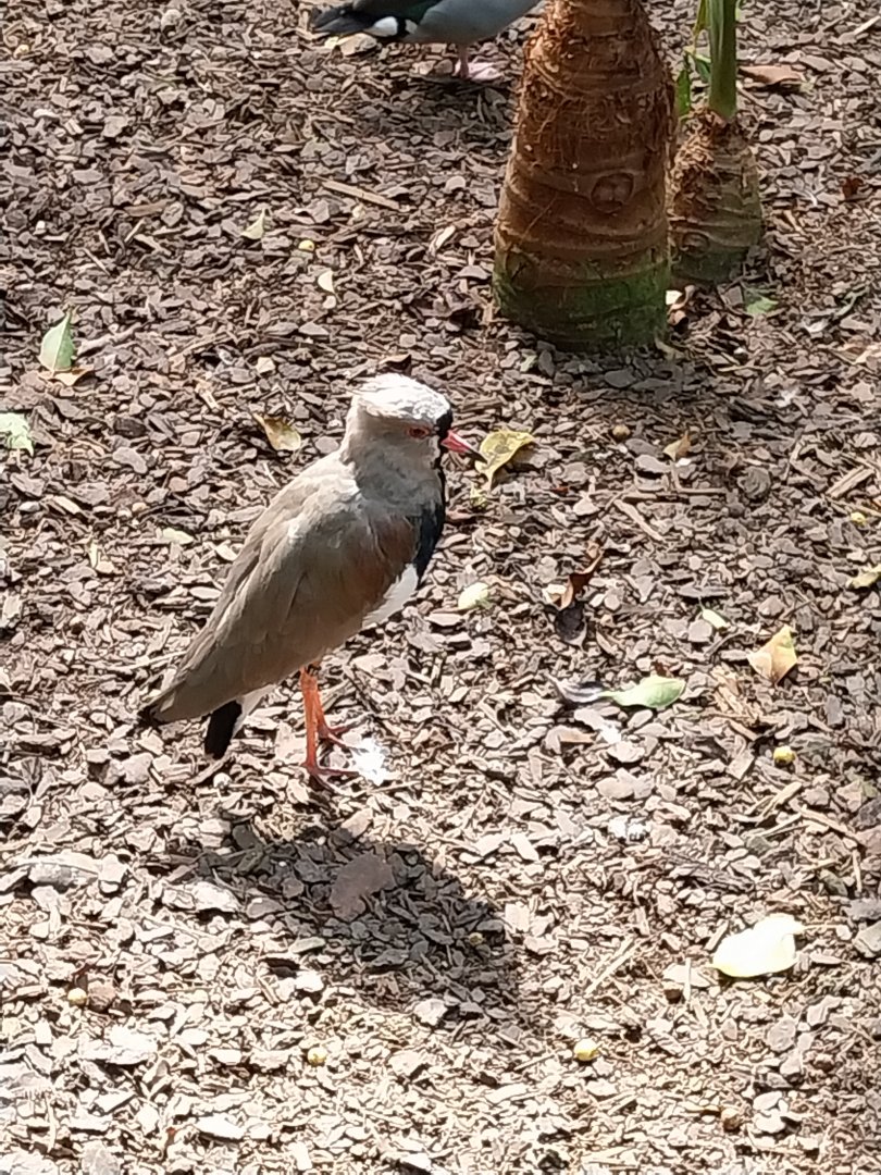 Serre Tropicale - Southern lapwing (Vanellus chilensis)