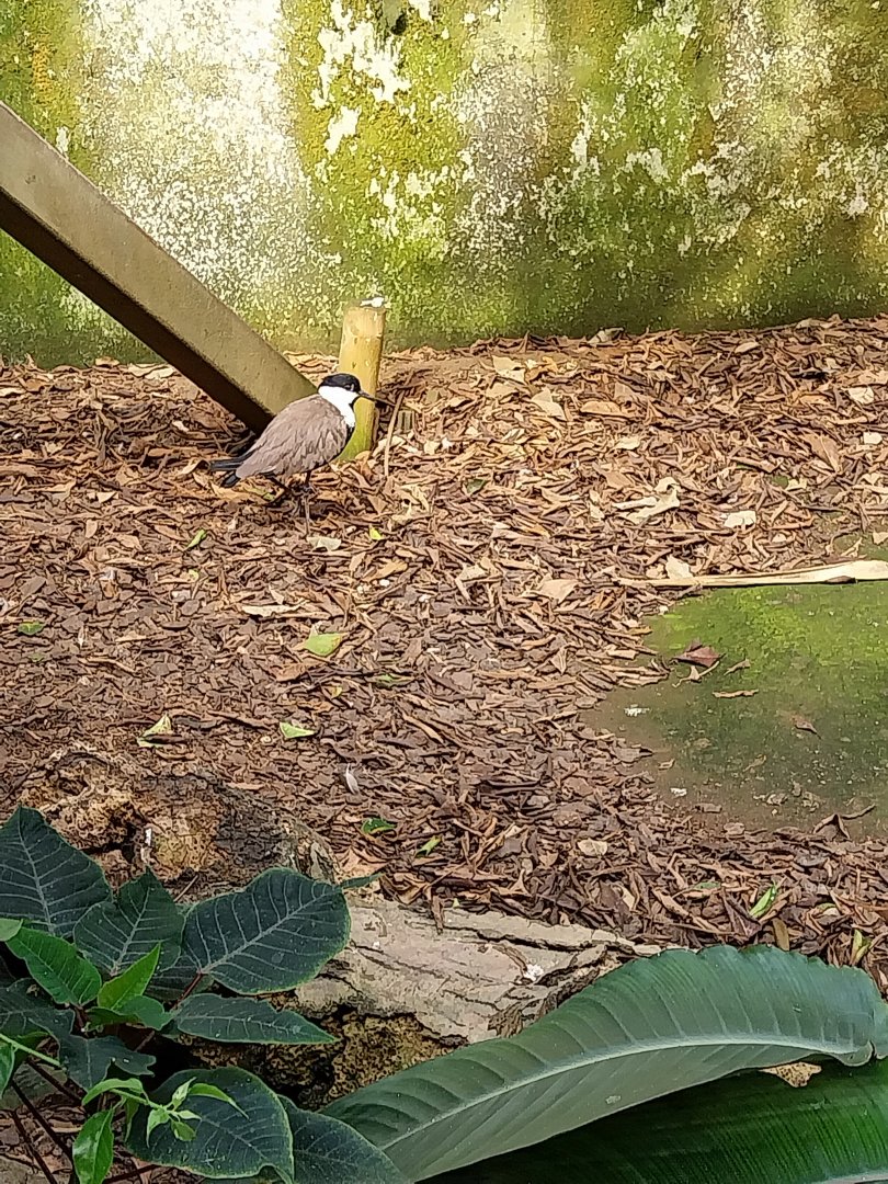 Serre Tropicale - Spur-winged lapwing (Vanellus spinosus)
