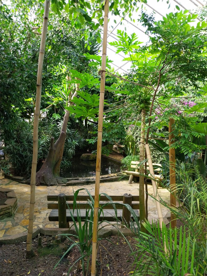 Serre Tropicale