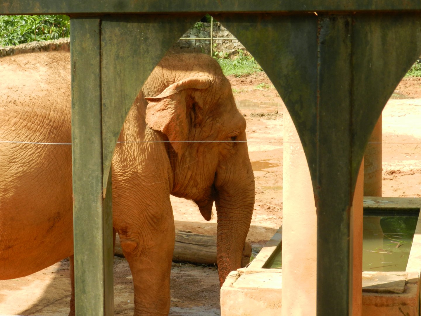 "Serva", the asian elephant - Zoo São Paulo