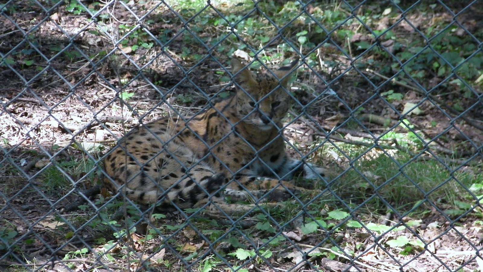 Serval - 02.08.2011