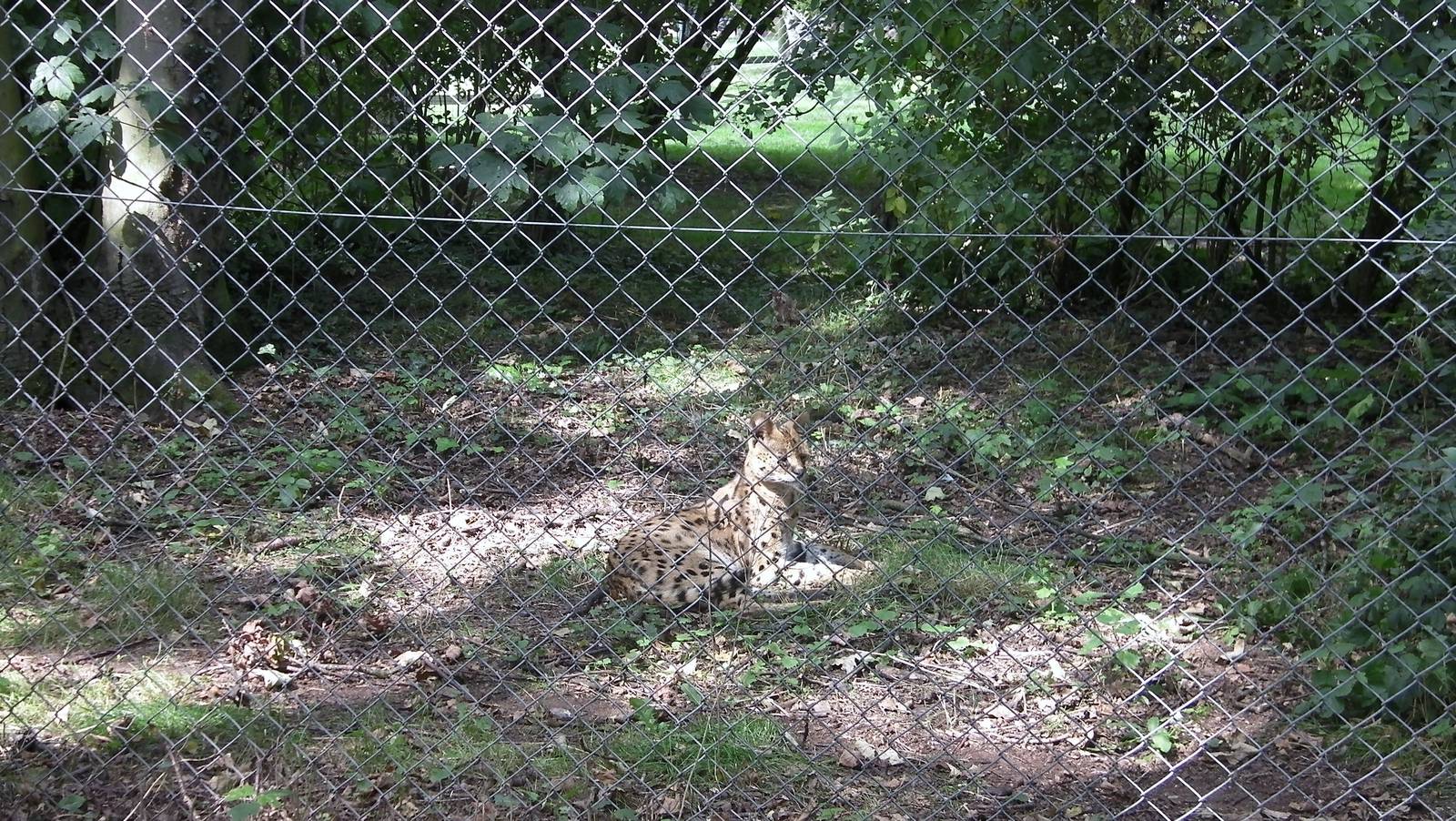 Serval - 02.08.2011