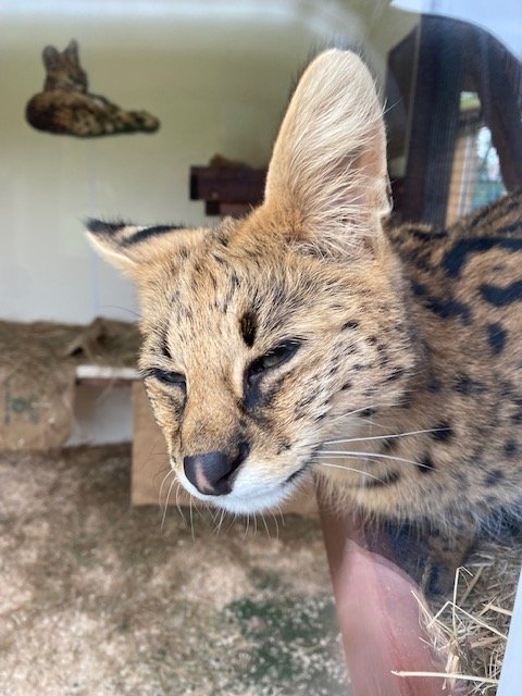 Serval 051122