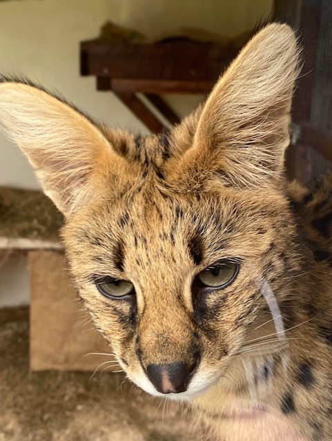 Serval 051122