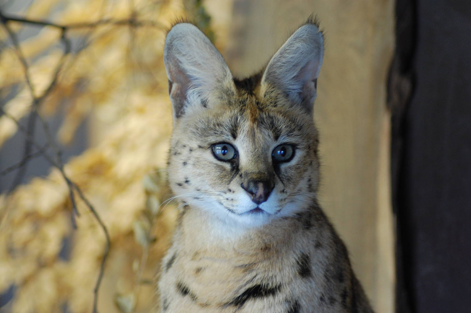 Serval 08-01-2011