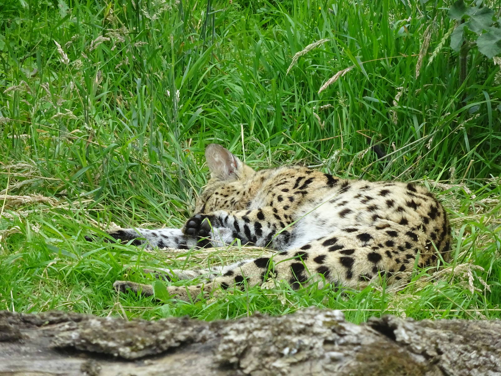 Serval 090716