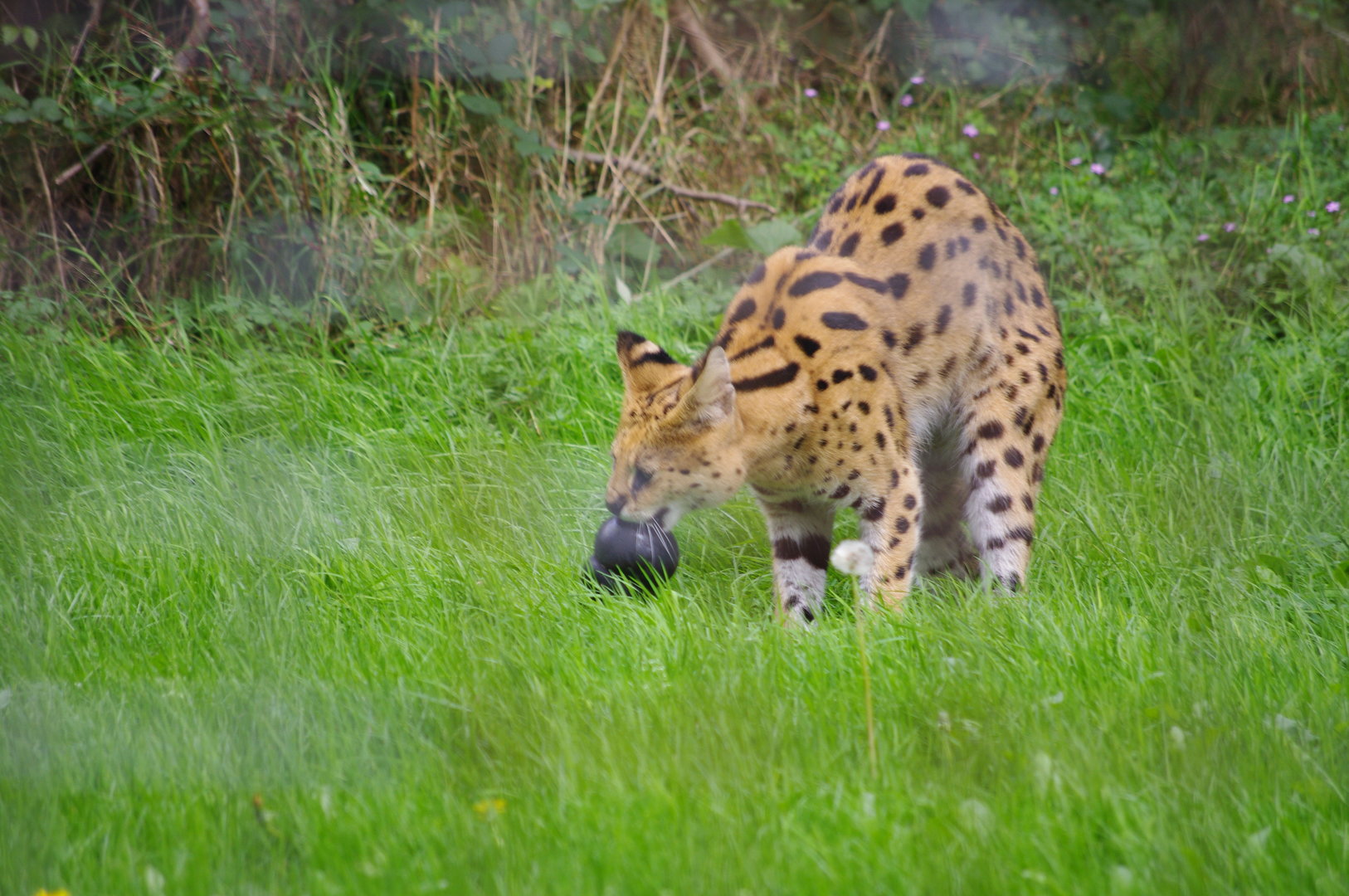 Serval- 1/10/2023