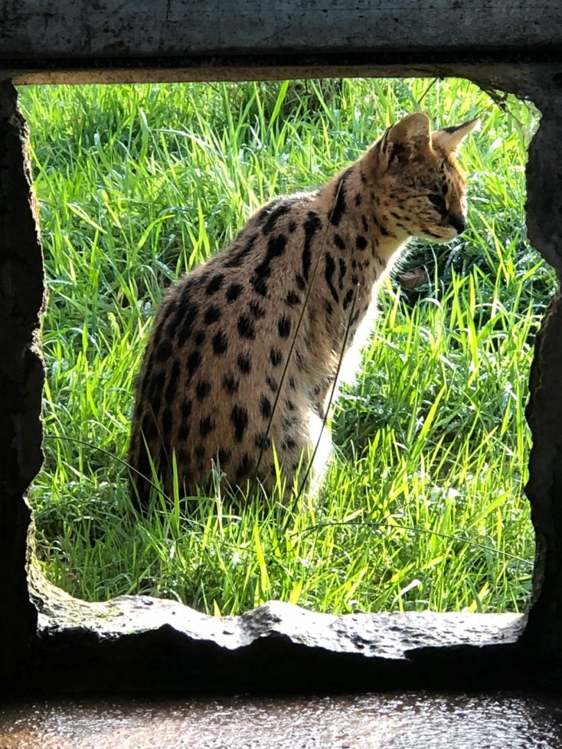 Serval 101119